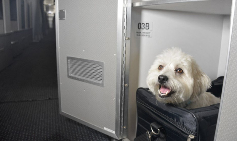 First Class Cabins…for Pets?