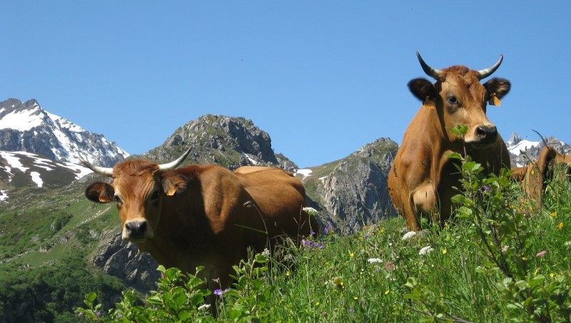 a group of cows in a grassy field