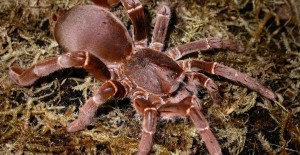 a large brown spider on moss