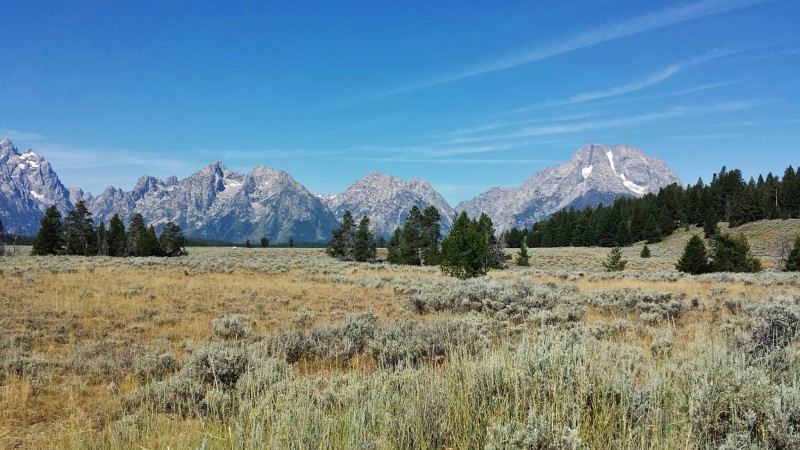 a field with trees and mountains in the background