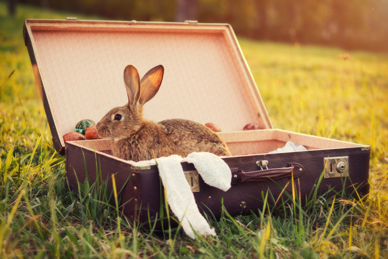 a rabbit in a suitcase