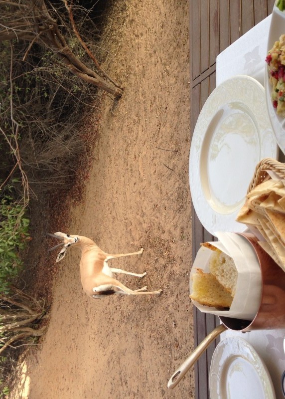 a gazelle standing on a table with food on it