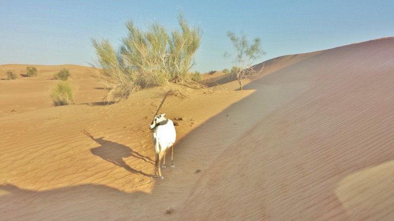 Al Maha Resort Oryx dune