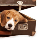 a dog in a suitcase