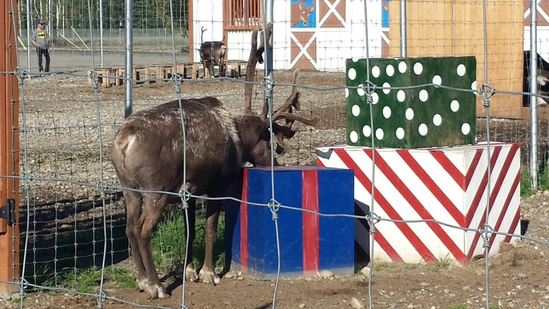 a moose in a fenced in area