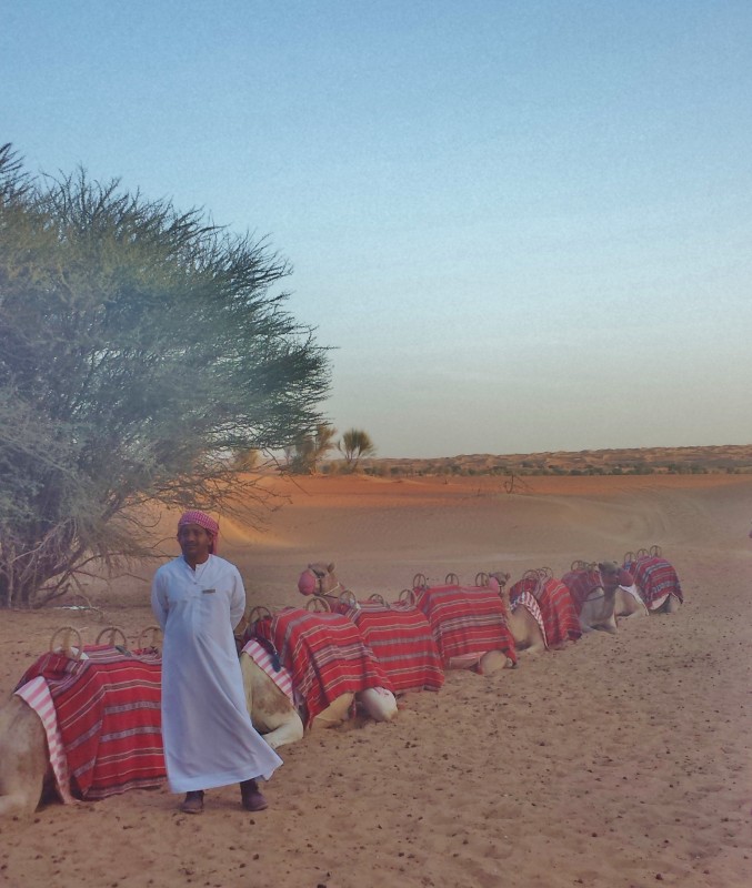 camel train al maha resort dubai