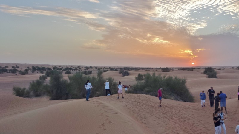 Al maha desert resort camel ride group at sunset