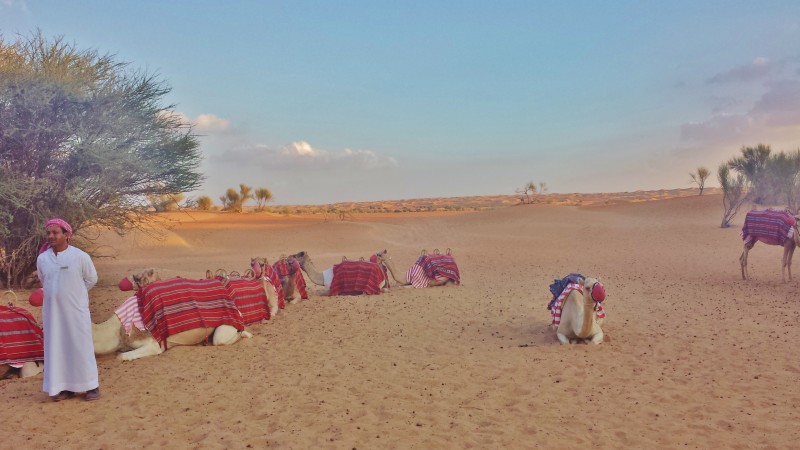 Al maha desert resort camel ride merlot and groom