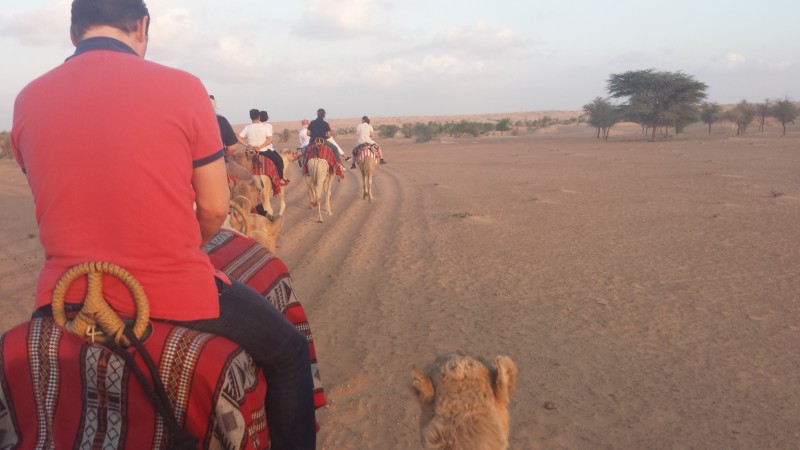 Al maha desert resort camel ride overachiever