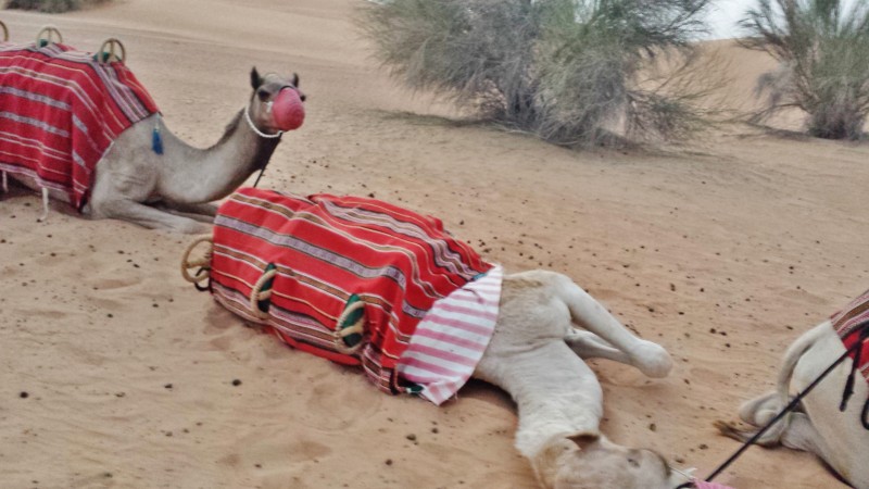 Al maha desert resort camel ride shahid laying down