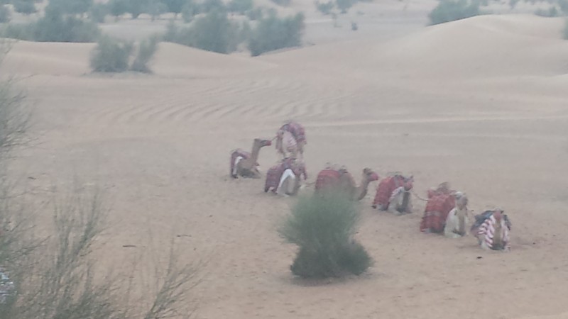 Al maha desert resort camel ride won't sit