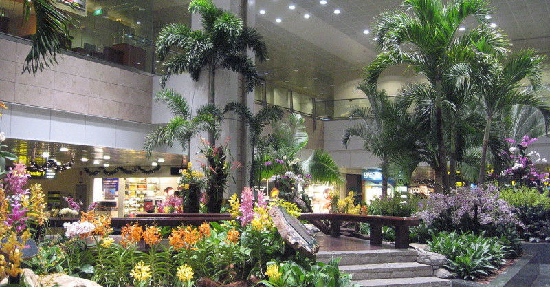 a large indoor garden with palm trees
