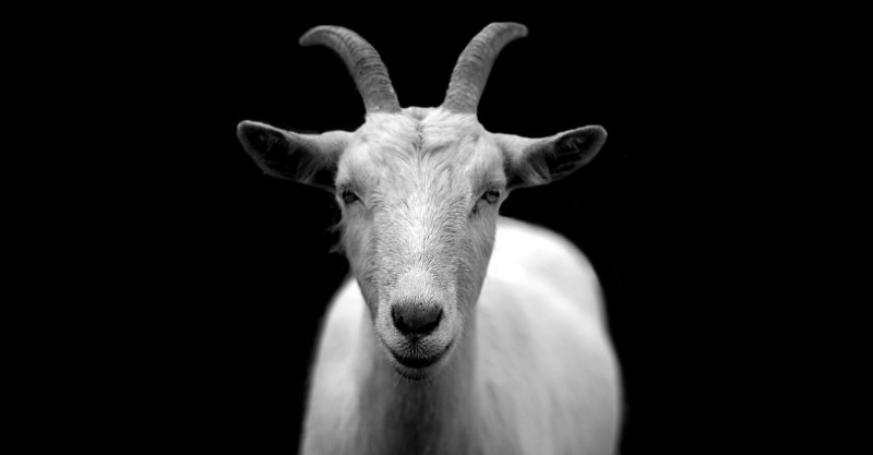 a goat with horns looking at the camera