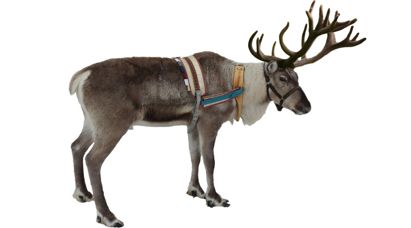 a reindeer with antlers on its head