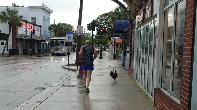 a man walking on a sidewalk with a rooster