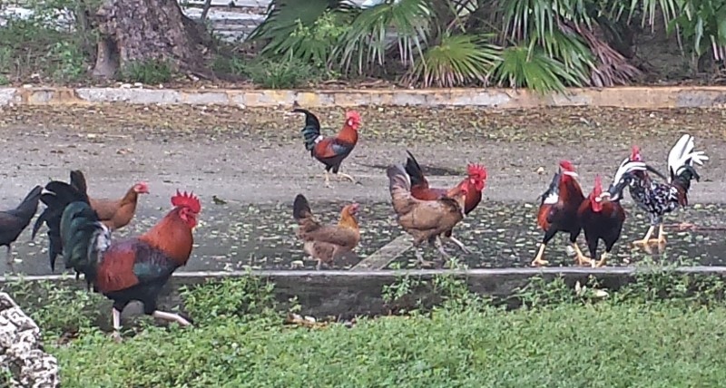 a group of roosters walking on a road