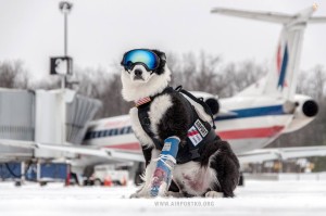 a dog wearing goggles and a vest