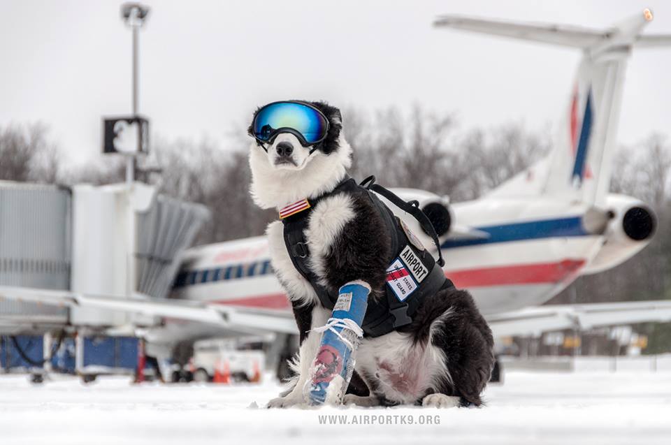 piper border collie american air courtesy of airportk9 org