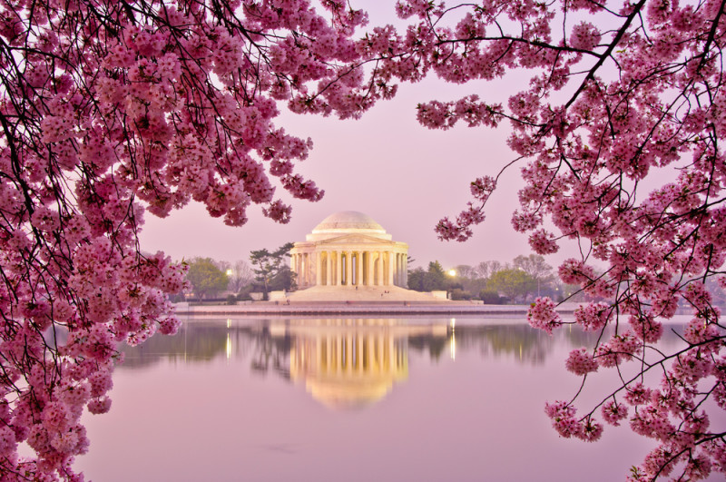 DC cherry blossoms Jefferson memorial