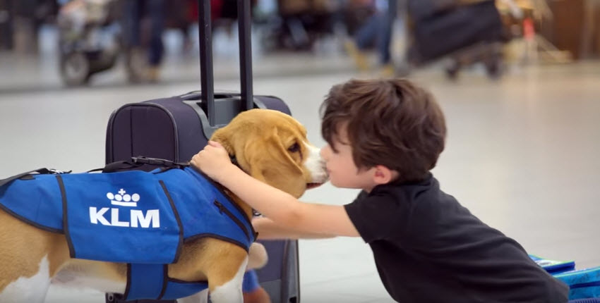 a boy kissing a dog