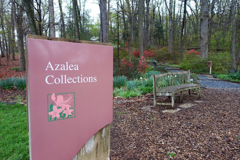 National Arboretum DC Azalea Garden