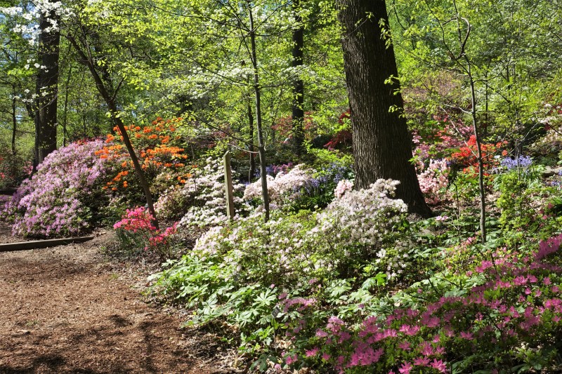 a path in a forest with flowers