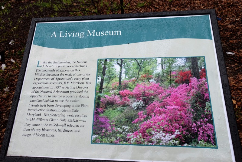 National Arboretum DC azalea sign