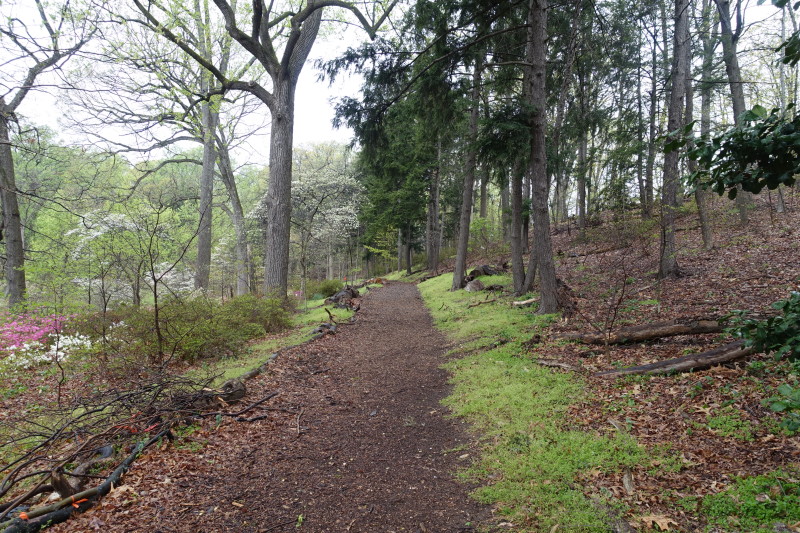 National Arboretum DC azalea trail