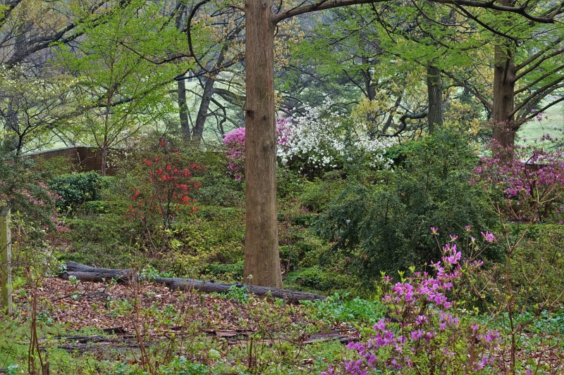 National Arboretum DC azalea walled garden