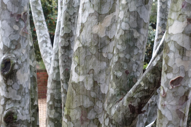 National Arboretum DC lace bark pine closeup