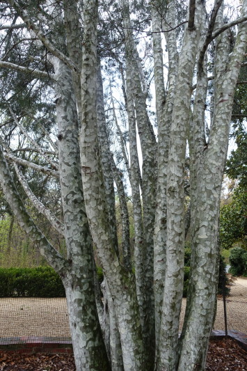 National Arboretum DC lace bark pine