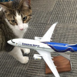 a cat next to a model airplane