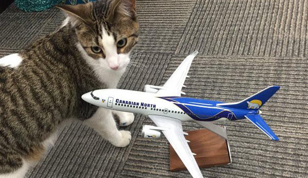 a cat next to a model airplane