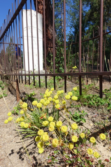 a metal fence with yellow flowers