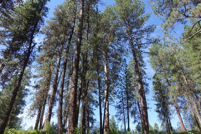 a group of tall trees