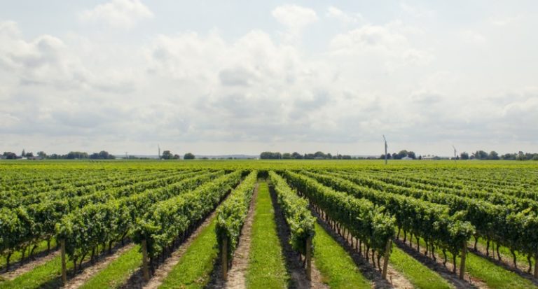 Niagara Wineries: 11 Places Definitely Worth Trying