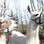a llamas with harnesses in the woods