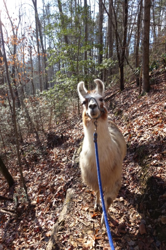 a llama on a leash in the woods