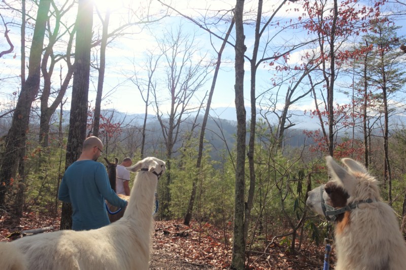 a group of people walking with llamas in the woods