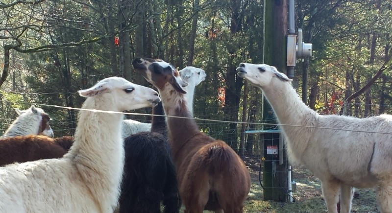 a group of llamas in a fenced in area