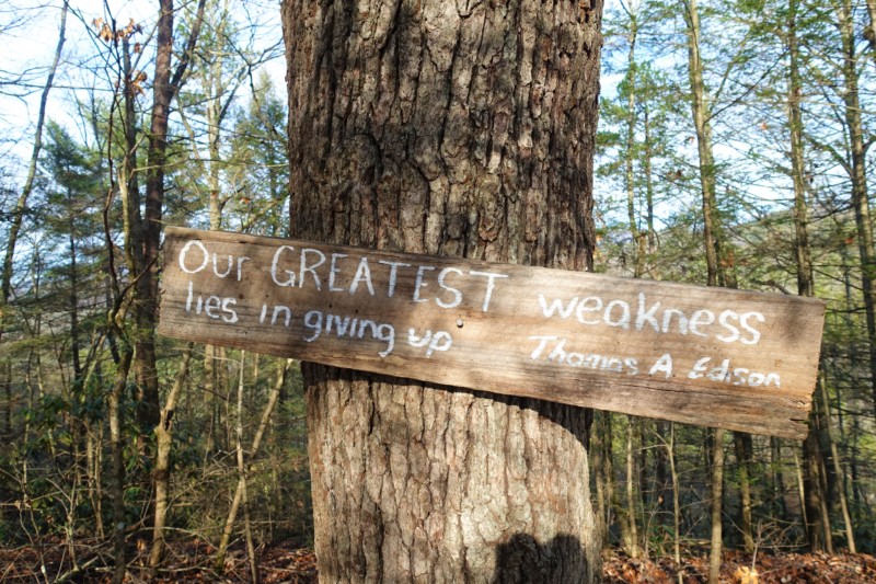 a sign on a tree
