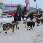 a group of dogs pulling a sled