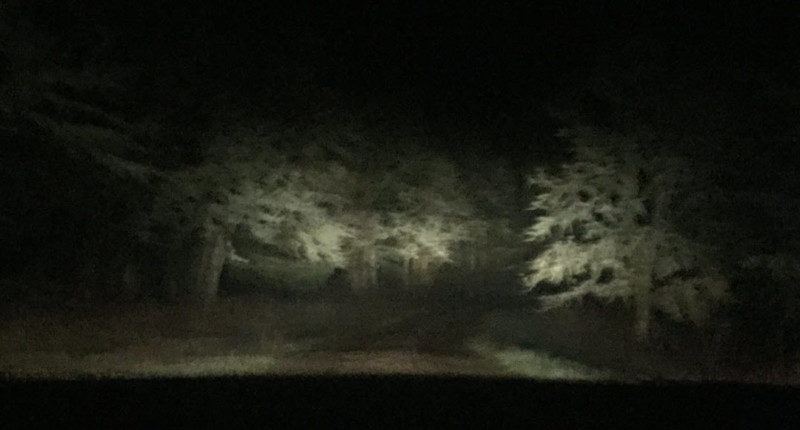 a group of trees at night