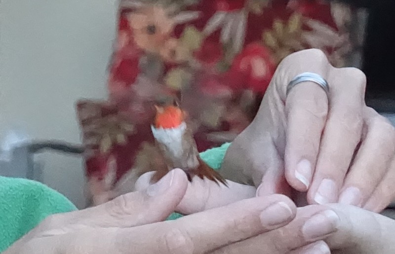 a bird in a person's hand