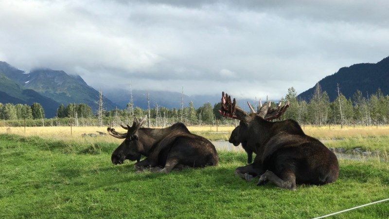 a group of moose lying in grass