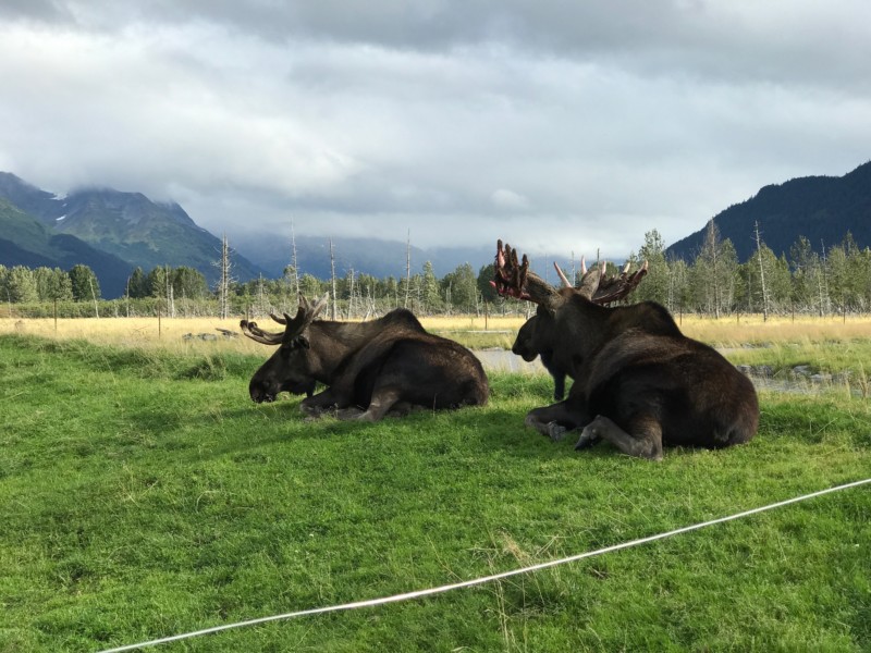 a group of moose lying on grass