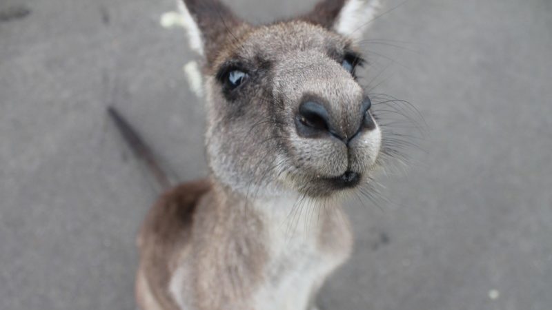 a kangaroo looking up at the camera