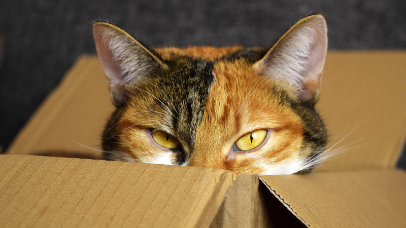 a cat with its head over a box
