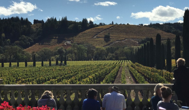 people looking at a vineyard