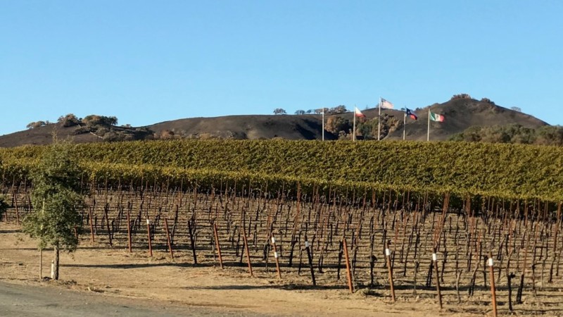 a field of vines with flags in the background